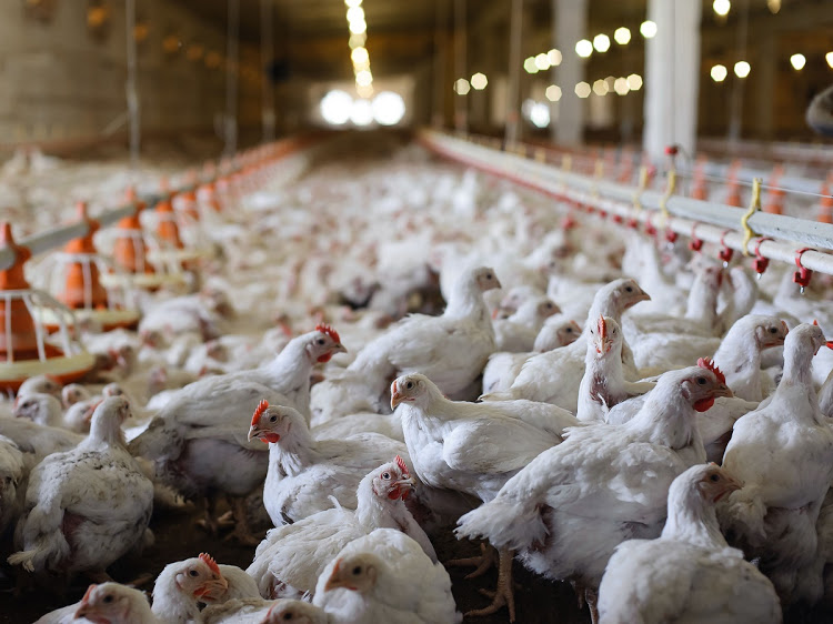 Jobs await if local chicken is prioritised over imports