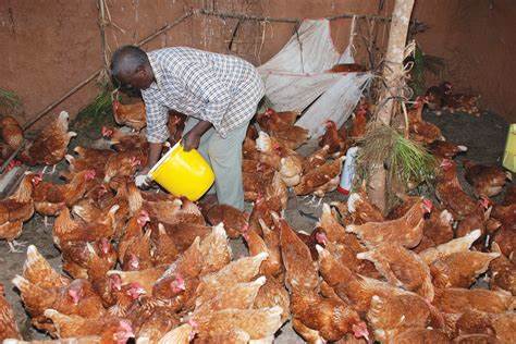 Anti-dumping of chicken
