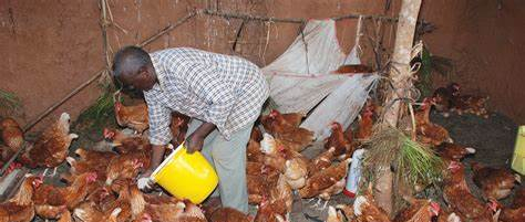 Anti-dumping of chicken